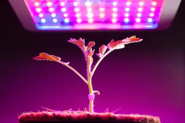 COB LED grow lights